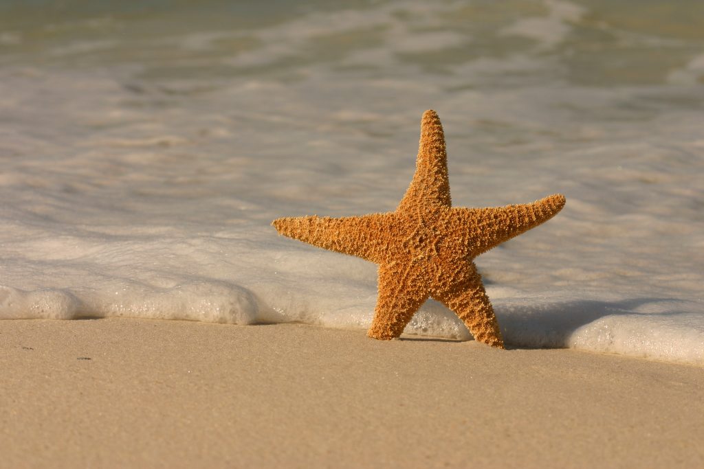 Vacation rental Management Starfish in the sand.
